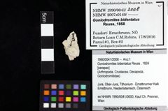 Foto (Objket + Etiketten) von Goniodromites bidentatus (Reuss, 1859) 